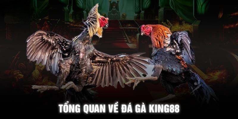 King88 - Trải Nghiệm Đỉnh Cao Thế Giới Cá Cược